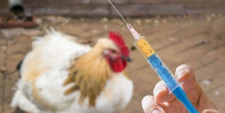 خطر شیوع آنفولانزای فوق حاد پرندگان در فصل پاییز